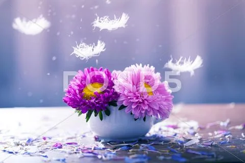 Pink aster flowers in a vase Stock Photos
