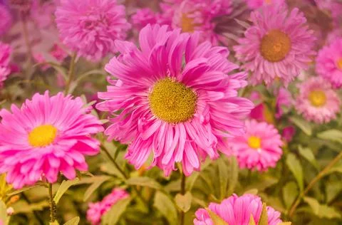 Pink aster on a green background Stock Photos