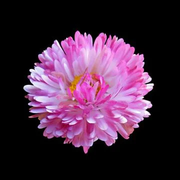 Pink aster isolated on a black background Stock Photos