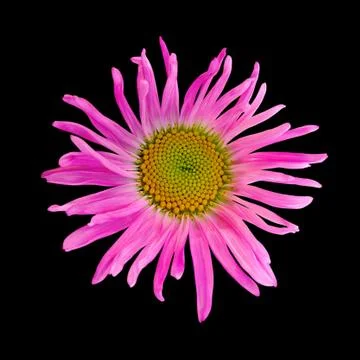 Pink aster isolated on a black background Stock Photos
