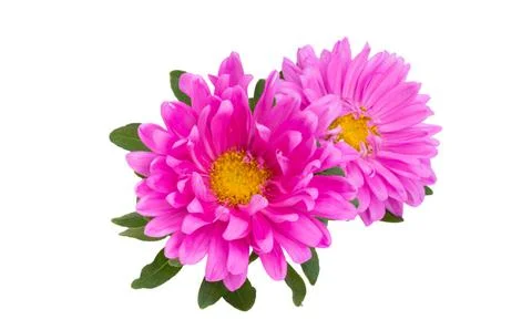 Pink aster isolated Stock Photos
