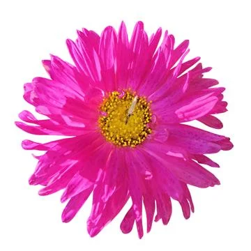 Pink aster isolated on a white background Stock Photos