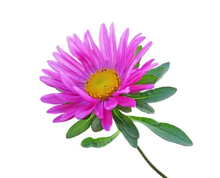 Pink aster isolated on a white background Stock Photos