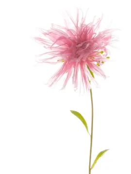 Pink aster Stock Photos