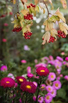 Pink asters bloom under a red viburnum bush. Bright autumn Stock Photos