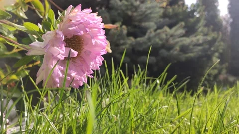 A pink asters flower facing the ground in natural light, 4K Stock Footage 147243939