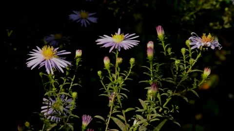 Pink asters Stock Footage 235665088