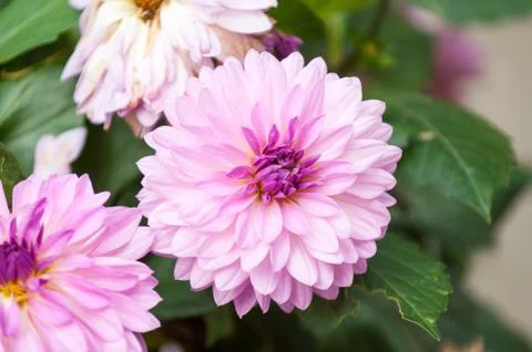 Pink asters Stock-Fotos