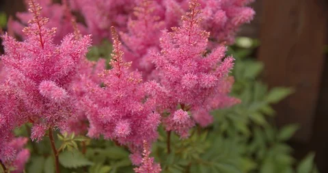Pink astilba flowers Stock Footage 112951030