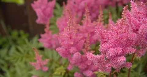 Pink astilba flowers Stock Footage 112951221