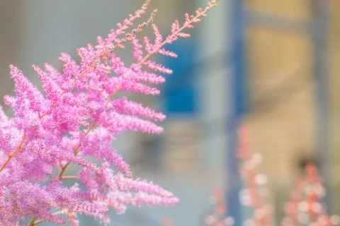 Pink Astilbe Stock Photos