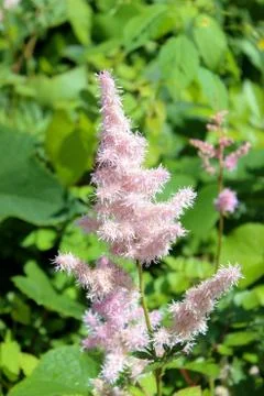 Pink Astilbe Stock Photos