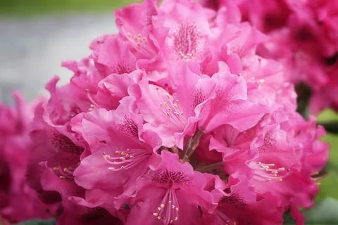 Pink Azalea in Bloom Stock Photos