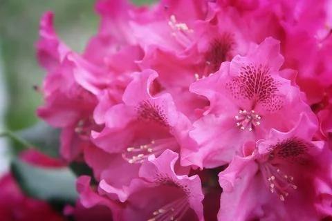 Pink Azalea in Bloom Stock Photos