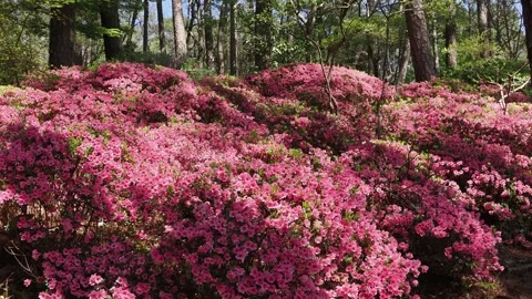 Pink azalea bushes bloom vibrantly in a sunlit forest setting. Stock Footage 345616488