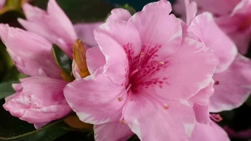 Pink Azalea Flower Blooming Time-Lapse Zoom Out From Buds to the Group of Stock Footage 86031964