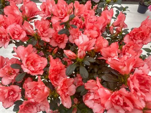 Pink Azalea Flowers Blooming Stock Photos
