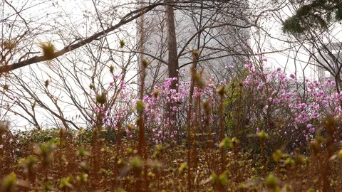 Pink azalea flowers blooming in spring, Seoul, South Korea Stock Footage 104042364