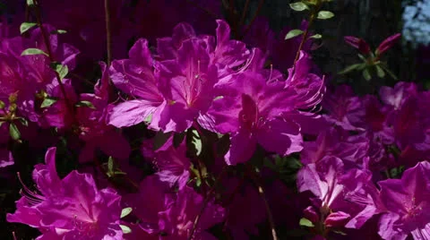 Pink azalea flowers Video stock 22771946