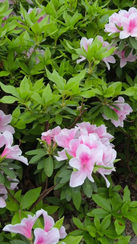 Pink azalea flowers in full bloom Japanese spring garden vertical video Stock Footage 333226814