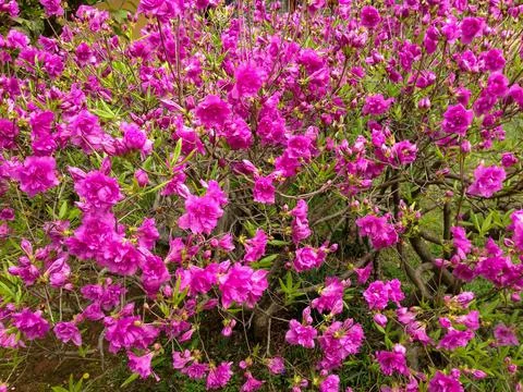 Pink azalea flowers Stock Photos