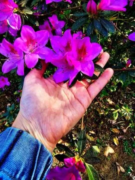 Pink azalea flowers Stock Photos