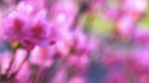 Pink azalea 動画素材 752782