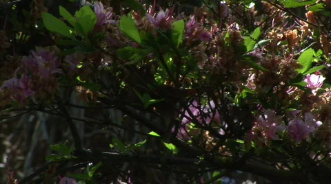 Pink azalea pan 2 spring HD Stock Footage