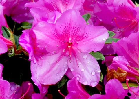 Pink azalea Stock Photos