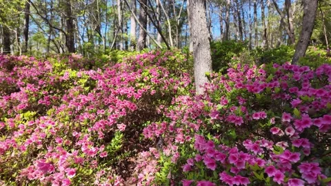 Pink azaleas bloom along a forest path in spring. Stock Footage 345616254