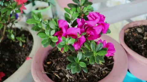 Pink Azaleas bloom Stock Footage 247650933