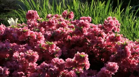 Pink Azaleas Stock Footage 10728425