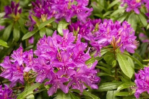 Pink Azaleas Foto stock