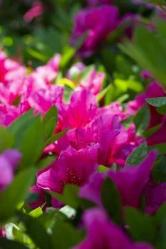 Pink Azaleas Stock Photos