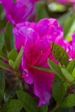 Pink Azaleas Stock Photos