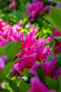 Pink Azaleas Foto stock