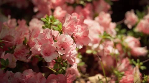 Pink Azaleas Shimmering Under a Dynamic Play of Sunlight Stock Footage 332787470