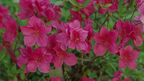 Pink azalia close up Stock Footage 74205155