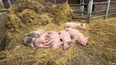 pink baby pigs on hay on farm Stock Video Pond5