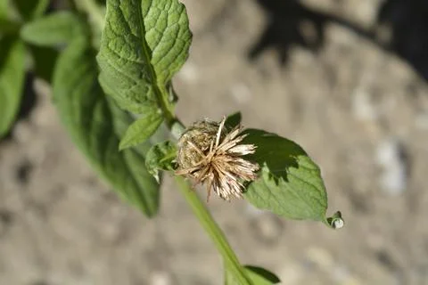 Pink Bachelors Button Stock Photos