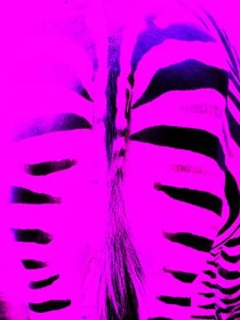 Pink back of zebra Stock Photos