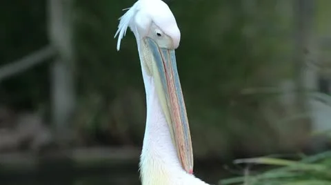 Pink-backed Pelican Video stock 10585986