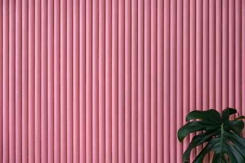 Pink background featuring vertical lines and monstera leaf Foto stock