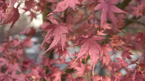 Pink background of maple leaf Stock Footage 102555077