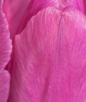 Pink background Stock Photos