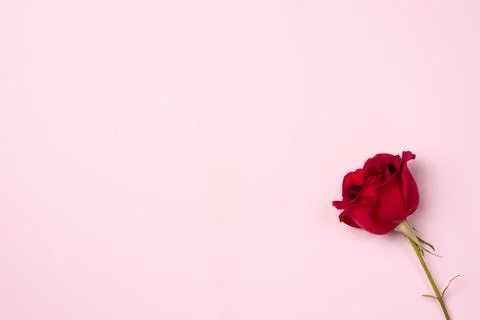 Pink background with red rose. Flat lay, top view. Copy space Foto stock