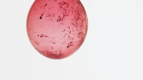 Pink Balloon Burst in white background Stock Footage 244202001