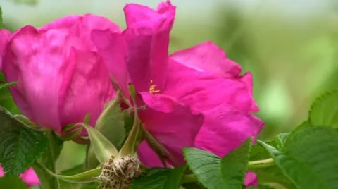 Pink beach rose flower Stock Footage 12140482