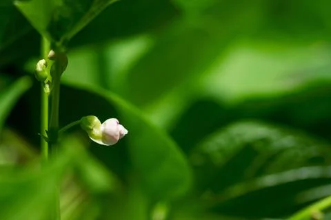 Pink Bean Flower Stock-Fotos