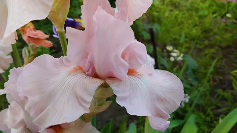 Pink bearded iris close-up Video stock 322155838